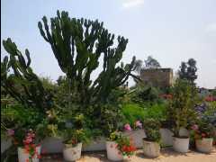 Museo Larco05